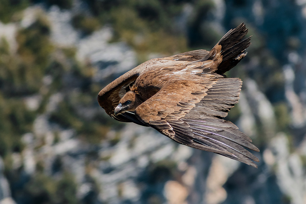 Ad ali spiegate, il sogno di Icaro.